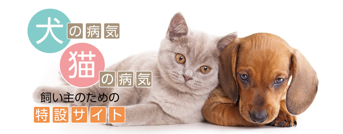 犬猫の病気・飼い主のための特設サイト｜大阪市天王寺区上本町の動物病院なら「上本町どうぶつ病院」へ。